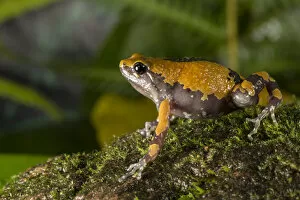 Yashpal Rathore Gallery: Malabar ramanella frog (Ramanella triangularis) Coorg Karnataka, India. Endemic to Western Ghats