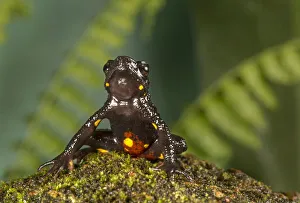 Malabar torrent toad (Ghatophryne ornata) with bright yellow-orange spots more on abdomen
