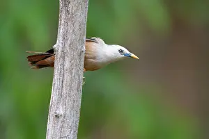 Sturnidae Prints: Malabar white-headed starling (Sturnia blythii) male