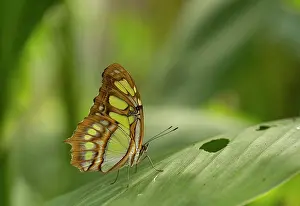 Fourfooted Butterfly Prints: Malachite butterfly (Siproeta stelenes) resting on leaf in butterfly house