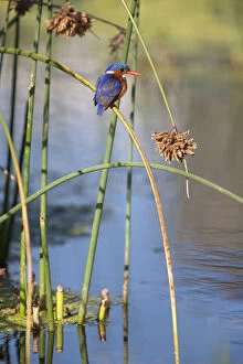 Images Dated 10th February 2012: Malachite kingfisher (Alcedo cristata) perched on rush, Intaka Island, Cape Town