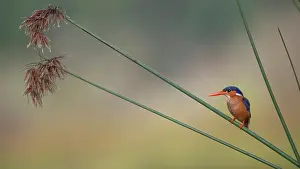 West Africa Prints: Malachite kingfisher (Alcedo cristata) perched on reeds, Allahein river, The Gambia