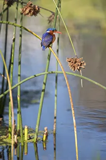 Malachite kingfisher (Alcedo cristata) perched on rush, Intaka Island, Cape Town