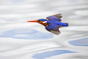 Alcedinidae Prints: Malachite kingfisher (Corythornis cristatus) flying above Chobe River, Botswana