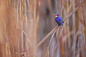 Reedbed Prints: Malachite kingfisher (Corythornis cristatus) perched among reedbeds