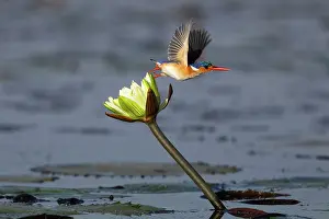 Namibia Prints: Malachite kingfisher (Corythornis cristatus) taking flight from Water lily flower