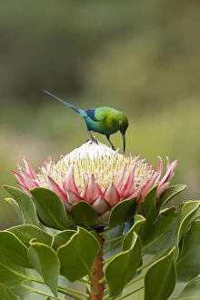 Images Dated 15th August 2019: Malachite sunbird (Nectarinia famosa) male nectaring on King protea (Protea cynaroides)
