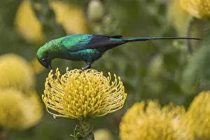 Botanical Garden Prints: Malachite sunbird (Nectarinia famosa) feding at flower