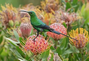 Proteanae Prints: Malachite sunbird (Nectarinia famosa) male