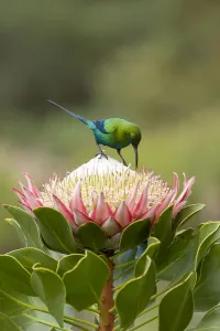 Malachite sunbird (Nectarinia famosa) male nectaring on King protea (Protea cynaroides)