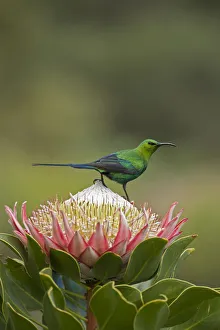 Malachite sunbird (Nectarinia famosa) male perching on King protea (Protea cynaroides)