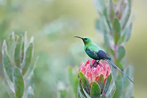Liliaceae Prints: Malachite sunbird (Nectarinia famosa) perched on Aloe flower