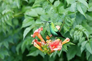 Iridescence Prints: Malachite sunbird (Nectarinia famosa) perched on flowers, Wakkerstroom, South Africa