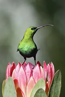 Proteanae Prints: Malachite sunbird (Nectarinia famosa) perched on Protea (Protea sp)