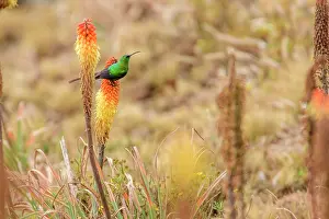 Iridescence Prints: Malachite sunbird (Nectarinia famosa) perched on Red hot poker flower (Kniphofia foliosa) in Ethiopian highlands