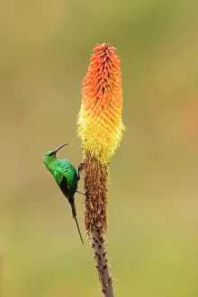 Malachite sunbird (Nectarinia famosa) perched on Red hot poker flower (Kniphofia foliosa) in Ethiopian highlands, Guassa Community Conservation Area, Ethiopia