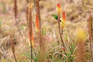 Iridescence Prints: Malachite sunbird (Nectarinia famosa) perched on Red hot poker flower (Kniphofia foliosa) in Ethiopian highlands