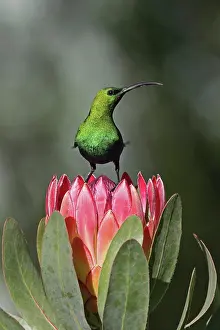 Proteanae Prints: Malachite sunbird (Nectarinia famosa) perched on Sugarbush (Protea sp)