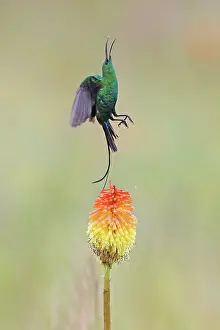 Liliaceae Prints: Malachite sunbird (Nectarinia famosa) taking flight from an Aloe flower