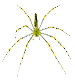 Legs Prints: Malagasy green lynx spider {Peucetia madagascariensis} photographed on a white background