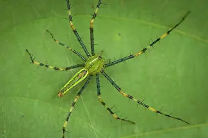 Camouflage Prints: Malagasy green lynx spider (Peucetia madagascariensis) portrait