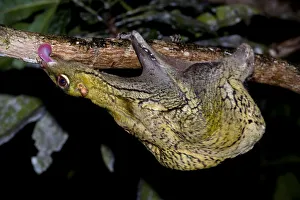 Malayan colugo / Flying lemur (Cynocephalus variegatus) feeding on algae on tree bark