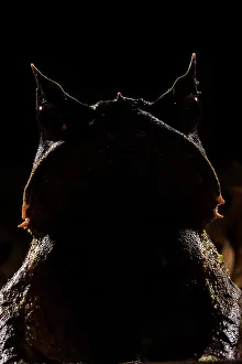 Eyes Prints: Malaysian horned frog (Pelobatrachus nasutus) looking forward