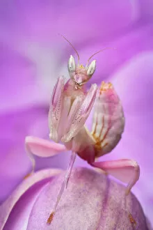 Hexapod Gallery: Malaysian Orchid Mantis (Hymenopus coronatus) pink colour morph, camouflaged on an orchid