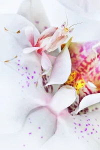 Malaysian Orchid Mantis (Hymenopus coronatus) white colour morph camouflaged on an orchid. Captive. Originating from Malaysia