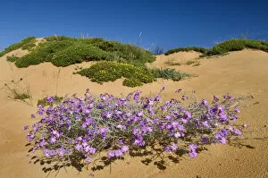 Images Dated 9th June 2009: (Malcolmia littorea) in flower on sand dune, Almograve, Alentejo, Natural Park of