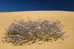 (Malcolmia littorea) in flower on sand dunes, Almograve, Alentejo, Natural Park of