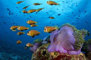 Maldive anemonefish (Amphiprion nigripes) shoal swimming in the current flowing over a