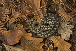 Images Dated 28th June 2012: Male Adder (Vipera berus) coiled on leaf litter. Cannock Chase, Staffordshire, UK, October