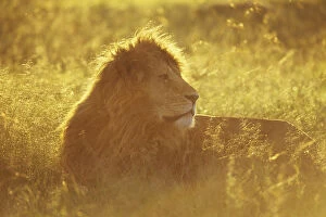 Male African lion (Panthera leo) lying in grass at sunrise, Masai Mara National Reserve