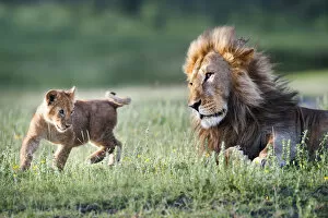 Male African Lion (Panthera leo) playing with 4 month cub. Big Marsh, near Ndutu