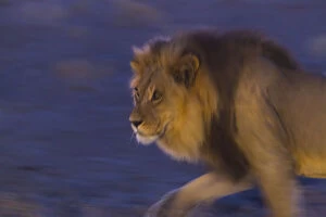 Male African lion (Panthera leo) at night, Kalahari Desert, Botswana