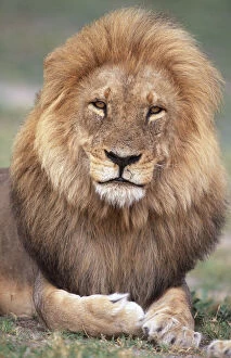 Images Dated 11th October 2004: Male African lion in his prime, portrait {Panthera leo} Chobe NP, Botswana