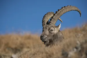 Male Alpine ibex (Capar Ibex) resting, Massif des Cerces, Savoie France, October Male Alpine ibex (Capar Ibex) resting, Massif des Cerces, Savoie France, October