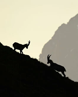 High Altitude Collection: Two male Alpine Ibex (Capra ibex) fighting on a mountain slope at dawn, Varaita Valley, Alps