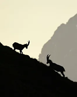 Range Prints: Two male Alpine Ibex (Capra ibex) fighting on a mountain slope at dawn