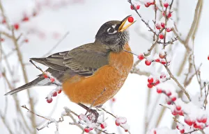 Songbirds Prints: Male American robin (Turdus migratorius) feeding on Winterberry (Ilex sp) New York