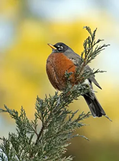 Male American robin (Turdus migratorius) puffed up to keep warm, and perched on Juniper branch