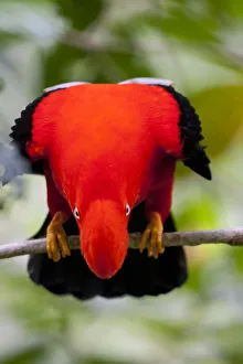 Bright Colour Prints: Male Andean Cock-of-the-Rock (Rupicola peruvianus) displaying