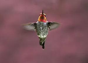 Action Gallery: Male Annas hummingbird (Calypte anna) hovers in mid-air looking at the camera
