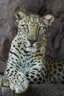 Majestic Collection: Male Arabian Leopard (Panthera pardus nimr) at the Arabian Wildlife Centre & captive-breeding