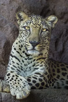 Uncatalogued Prints: Male Arabian Leopard (Panthera pardus nimr) at the Arabian Wildlife Centre & captive-breeding project