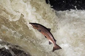 Male Atlantic salmon {Salmo salar} leaping, migrating upstream to spawn, Perthshire