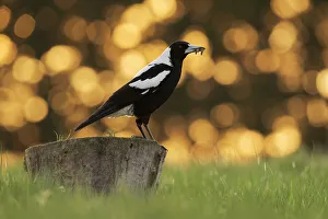 Male Australian magpie (Gymnorhina tibicen) standing on stump with beak full of moths, backlit. Canterbury, South Island, New Zealand