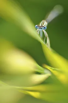 Male Azure damselfly (Coenagrion puella) resting on a leaf, Vallee de la Seille (Seille Valley)