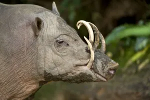 Male Babirusa (Babyrousa celebensis) from the Island of Sulawesi, Indonesia. Captive, Singapore Zoo